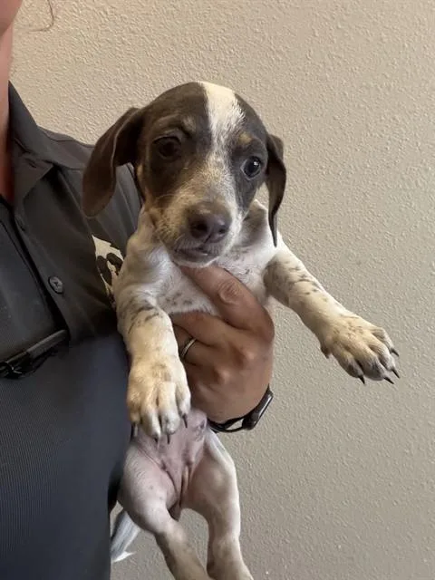 A baby small-sized female Parson Russell Terrier dog named Violet for adoption in Ontario, CA