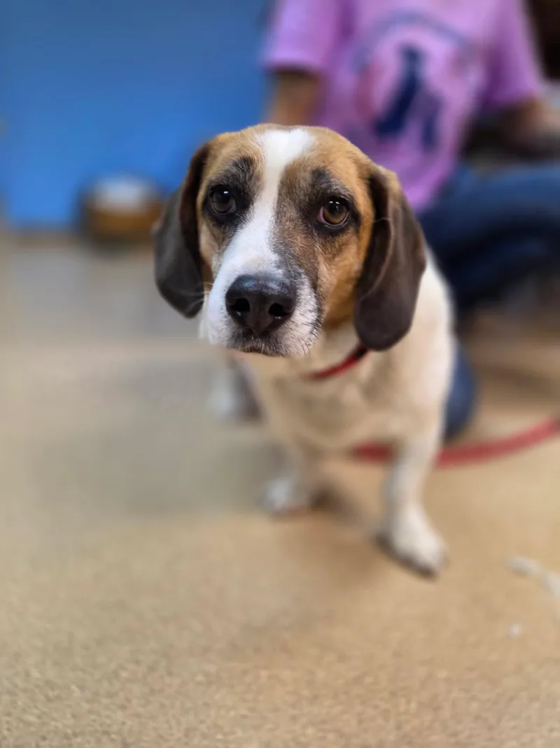 An adult medium-sized male Beagle dog named Traeger for adoption in Brookings, SD