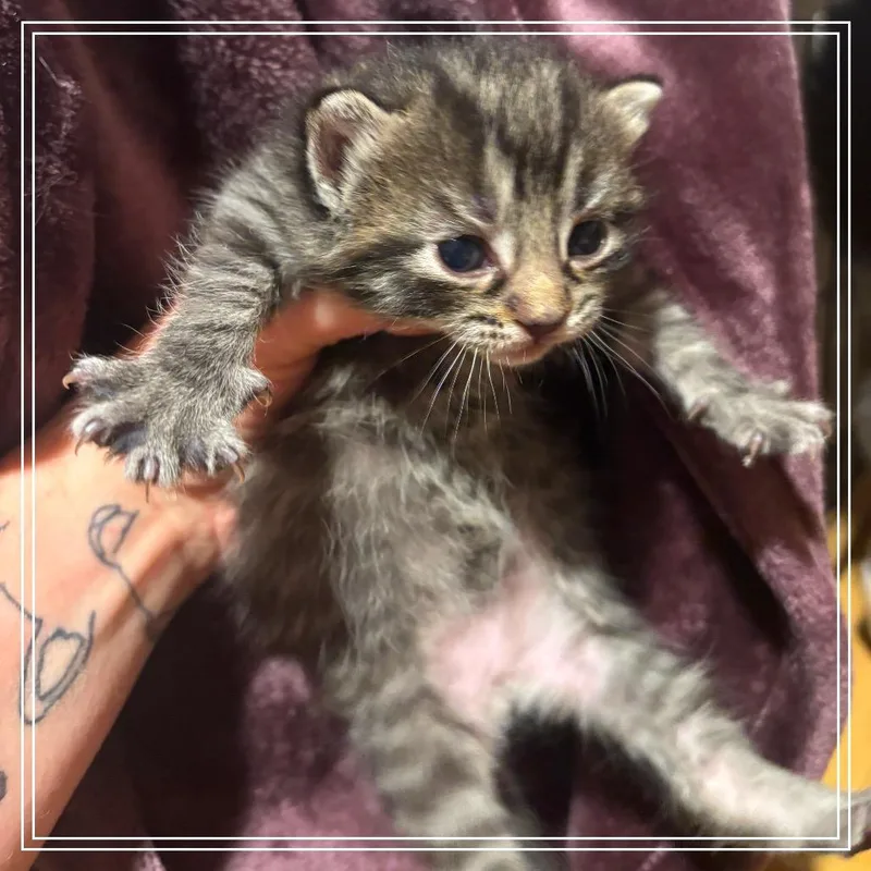 A baby small-sized male Domestic Short Hair cat named Clover for adoption in Monroe, MI