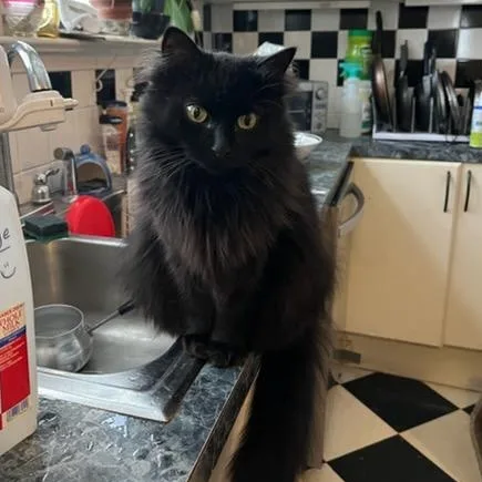 An adult medium-sized female Black Domestic Long Hair cat named Ebony for adoption in Stanhope, NJ