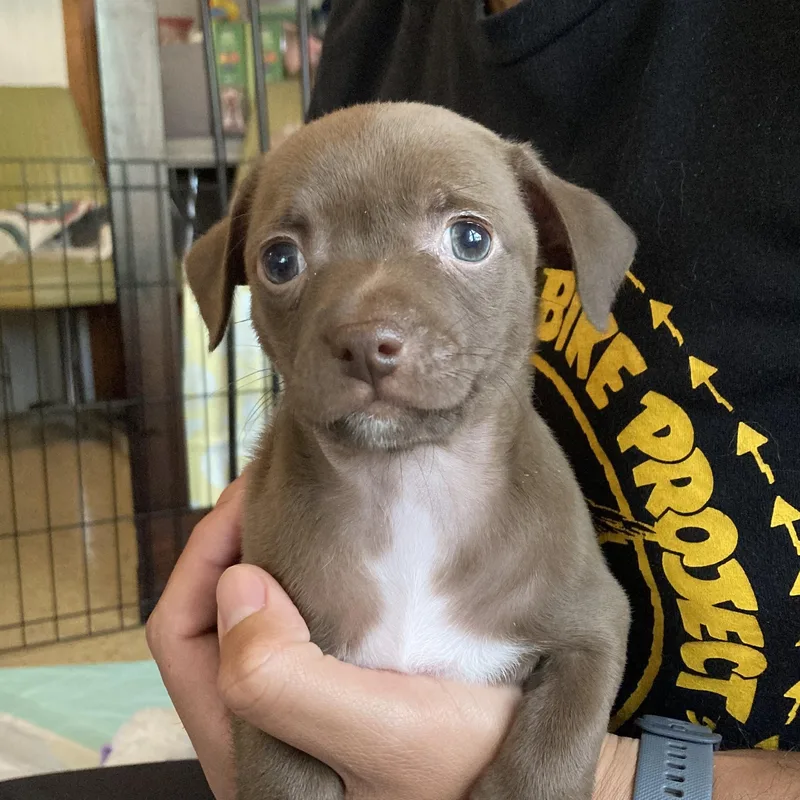 A baby small-sized female Brown / Chocolate Chihuahua dog named Juliet for adoption in Warren, RI