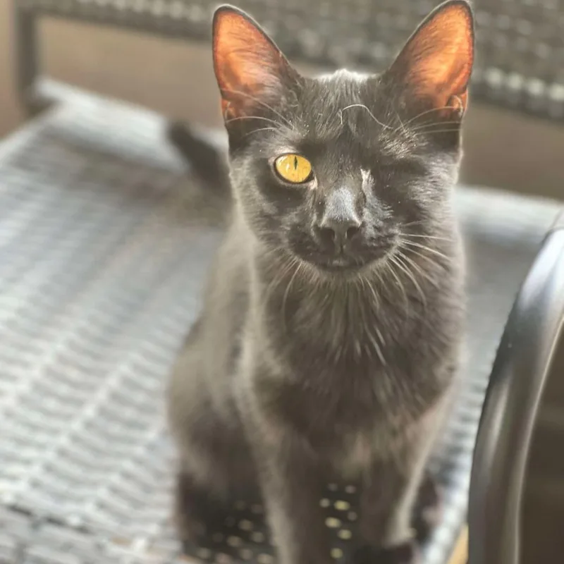 An adult medium-sized female Black Domestic Short Hair cat named Kikko for adoption in Freeport, FL