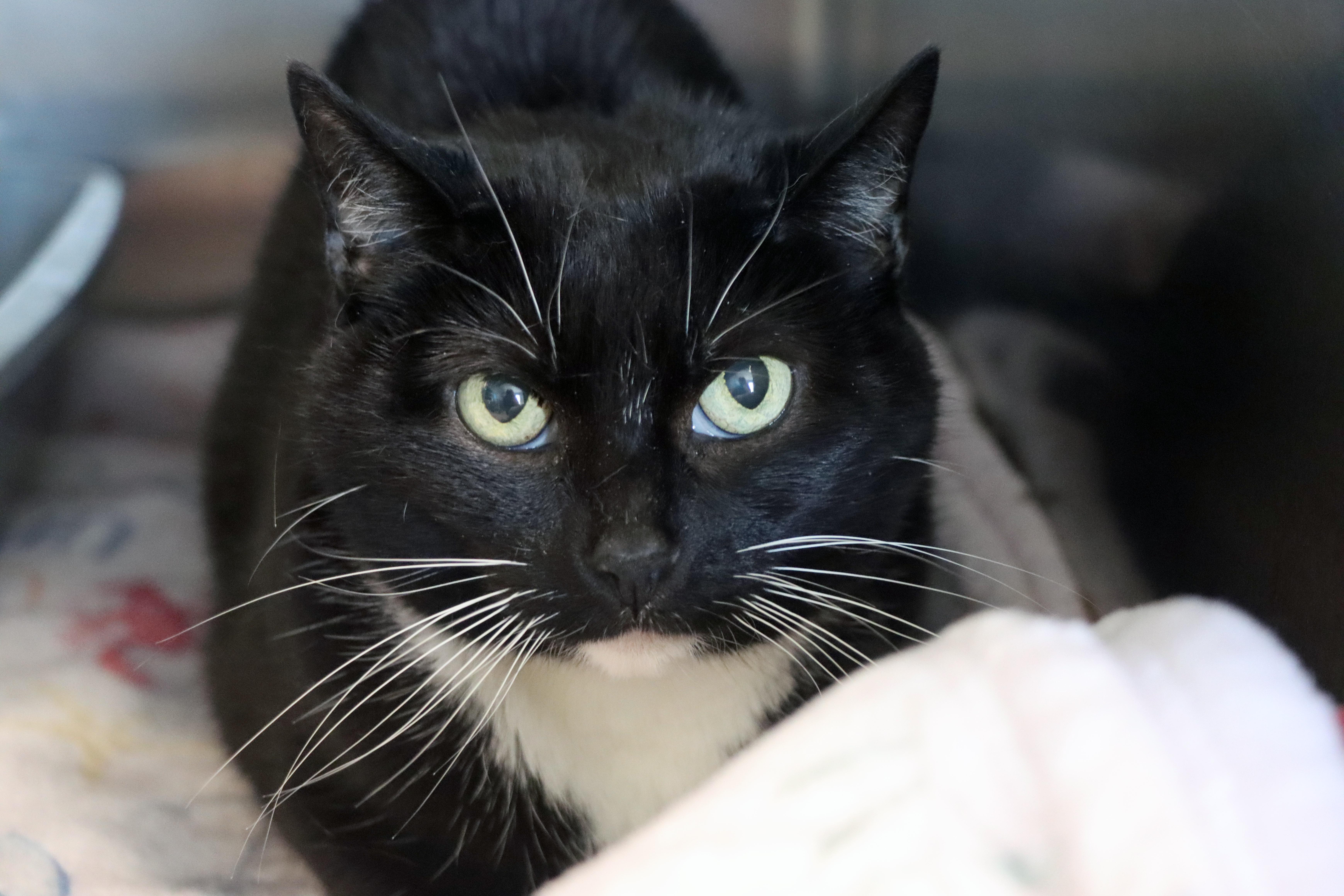 A senior medium-sized female Black & White / Tuxedo Domestic Short Hair cat named Arya for adoption in House Springs, MO