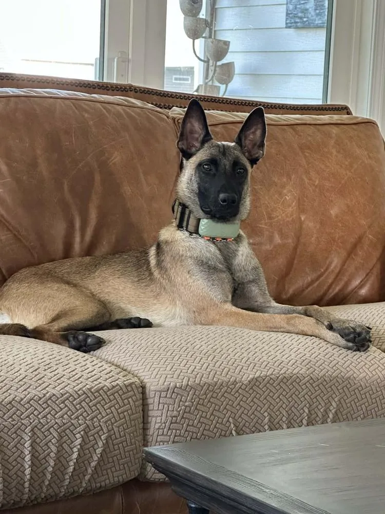 Phoenix  Located In thumbnail 2