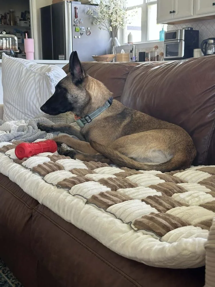 Phoenix  Located In thumbnail 3