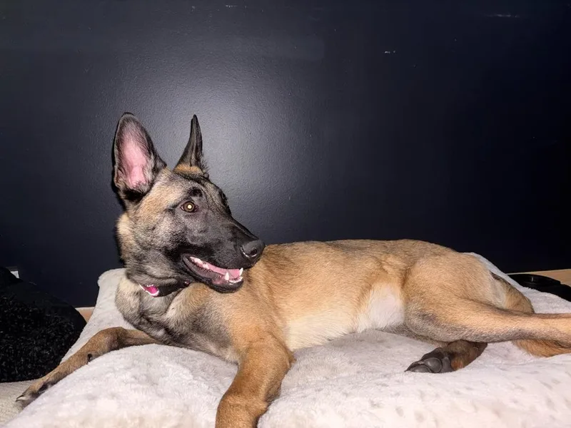 Phoenix  Located In thumbnail 4