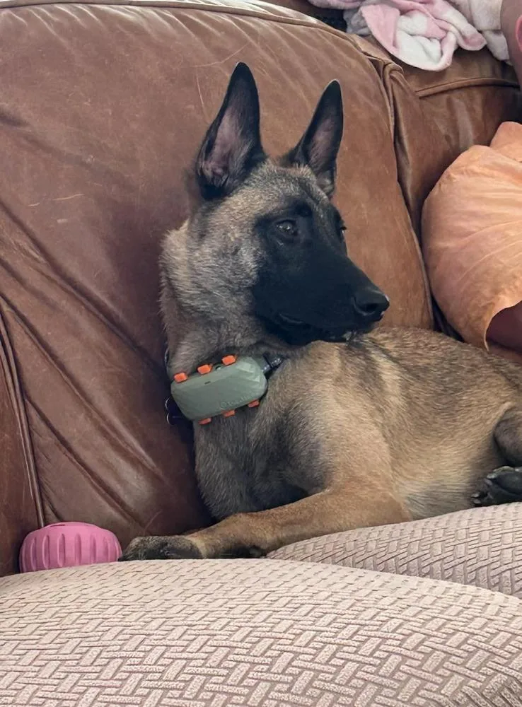 Phoenix  Located In thumbnail 5