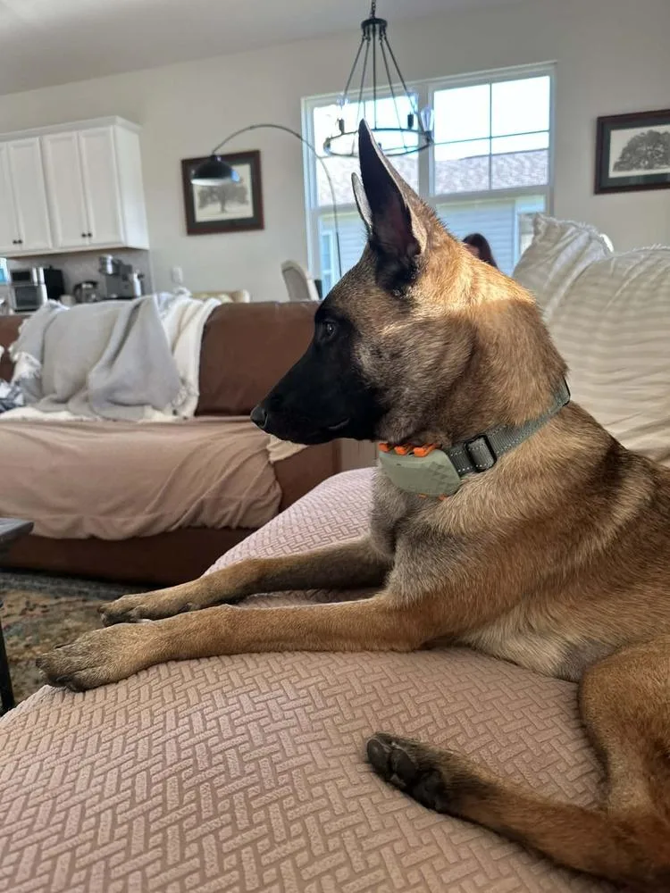 Phoenix  Located In thumbnail 6