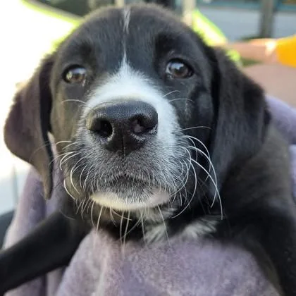 Castlevania thumbnail 2