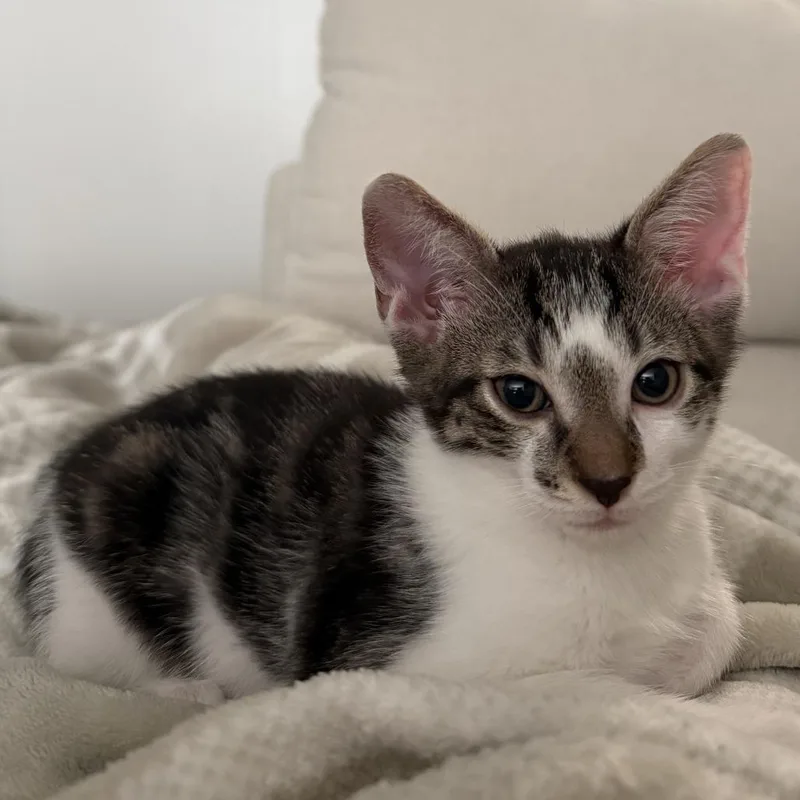 A baby small-sized male Brown / Chocolate Domestic Short Hair cat named Joey for adoption in New Port Richey, FL