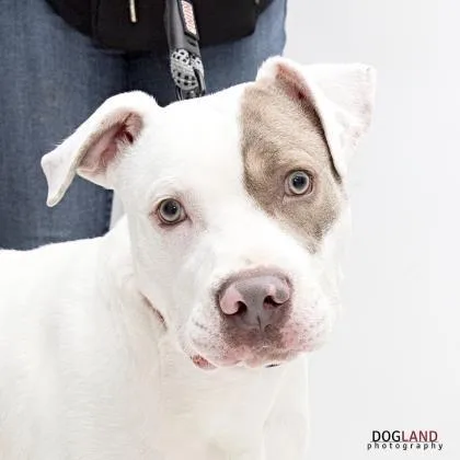 A senior large-sized male White / Cream Boxer dog named Casper for adoption in Indianapolis, IN