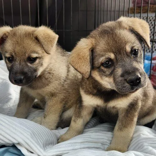 A baby small-sized female Norwegian Elkhound dog named Kira for adoption in Twin lakes, WI