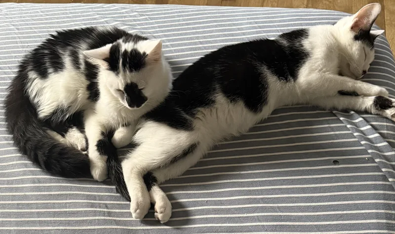 Jimmy And Derrick Bonded thumbnail 2