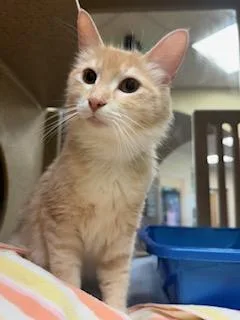 A young large-sized female Domestic Long Hair cat named Sarabi for adoption in Sacramento, CA
