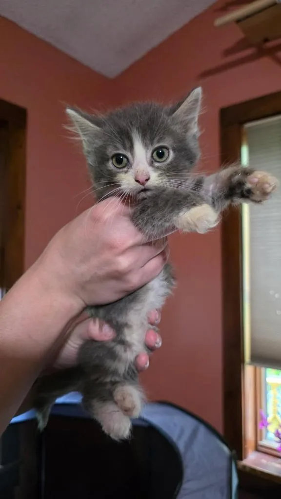 A baby small-sized female Domestic Short Hair cat named Keuka for adoption in Hagaman, NY