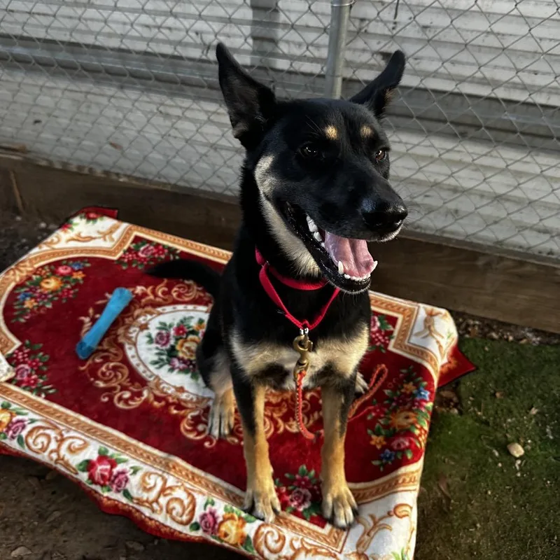 A young medium-sized female German Shepherd Dog dog named Millie for adoption in Austin, TX