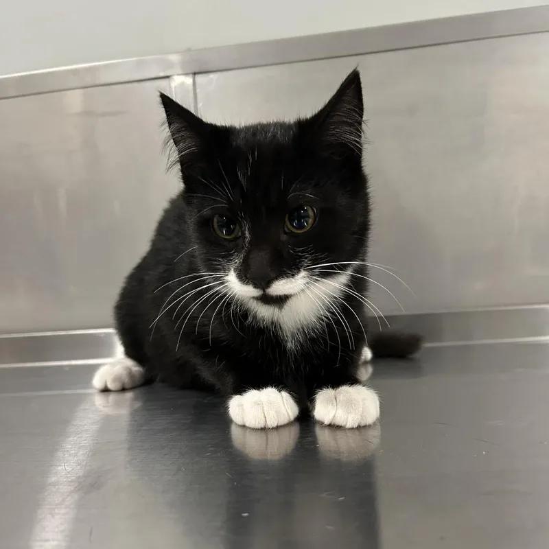 A young medium-sized male Black Domestic Short Hair cat named Aaron for adoption in Washburn, MO