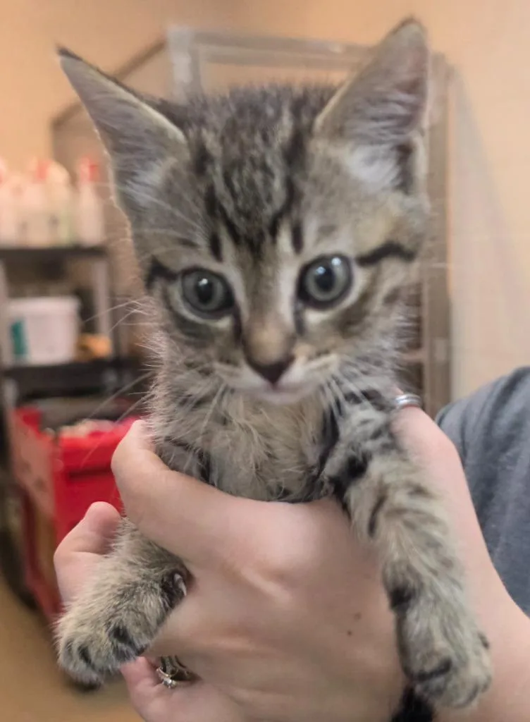 A baby small-sized male Domestic Short Hair cat named Wizzer for adoption in Rome, GA