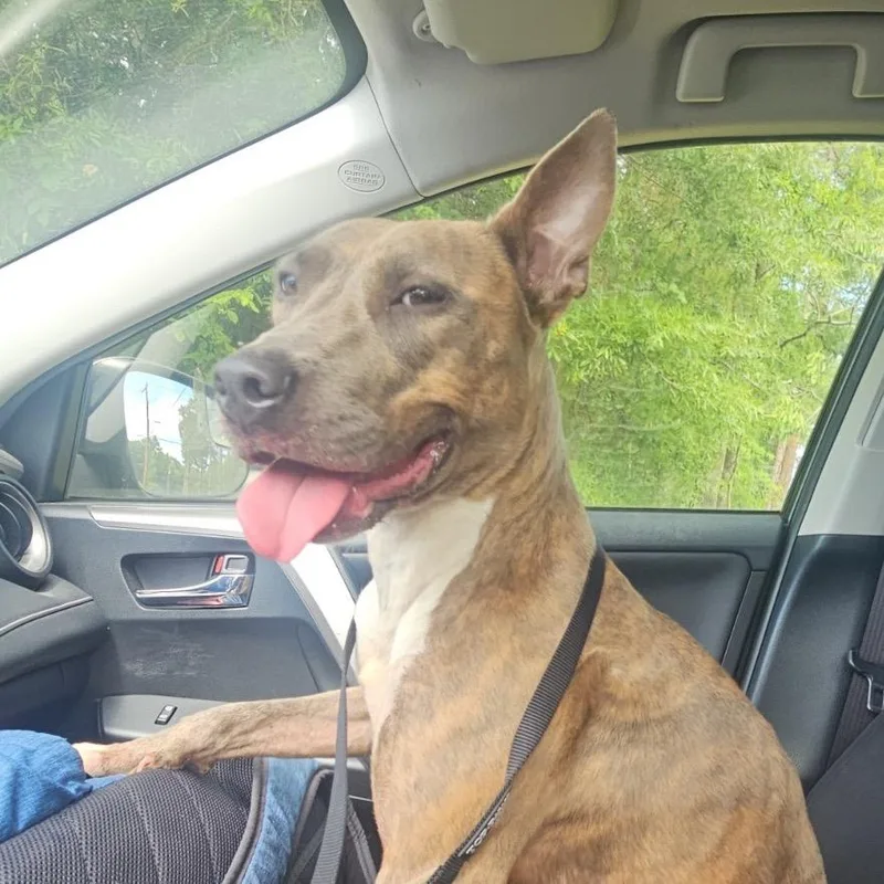 An adult medium-sized female Brindle Pit Bull Terrier dog named Seal for adoption in Greensboro, NC