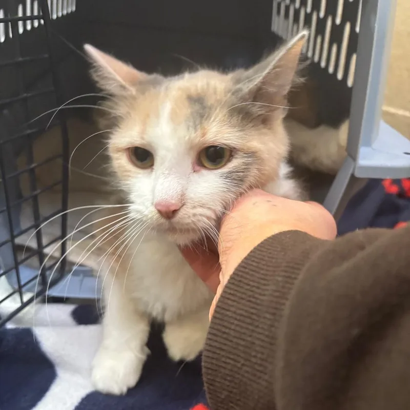 An adult medium-sized female Buff / Tan / Fawn Domestic Short Hair cat named Lillybean for adoption in Pekin, IL