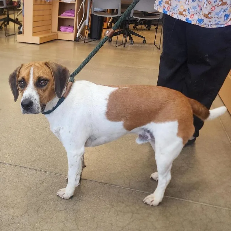 An adult small-sized male Brown / Chocolate Beagle dog named YORKStray for adoption in York, PA
