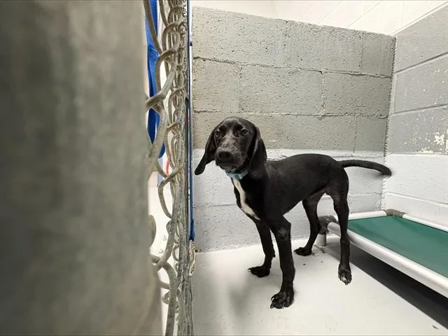 A baby medium-sized male Mixed Breed dog named William Shakespaw for adoption in Augusta, GA