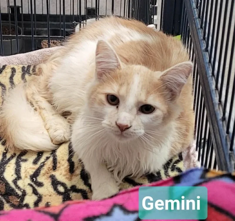 A baby medium-sized male Domestic Medium Hair cat named Gemini for adoption in Richmond, IN