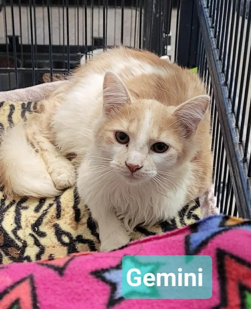 Gemini thumbnail 2