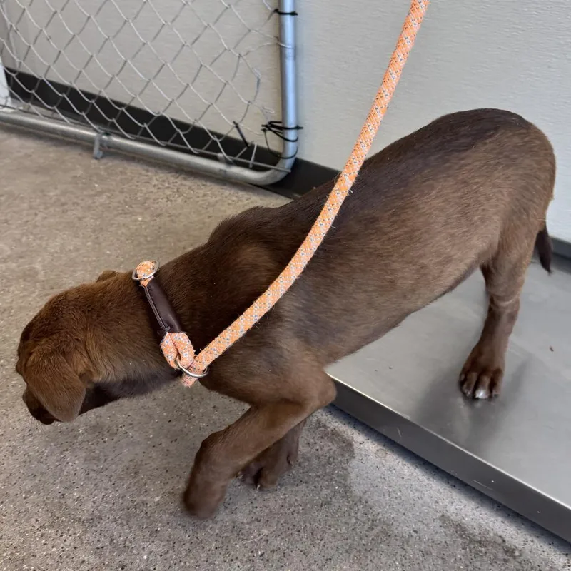 A baby medium-sized male Yellow / Tan / Blond / Fawn Mixed Breed dog named Gale for adoption in Las Cruces, NM
