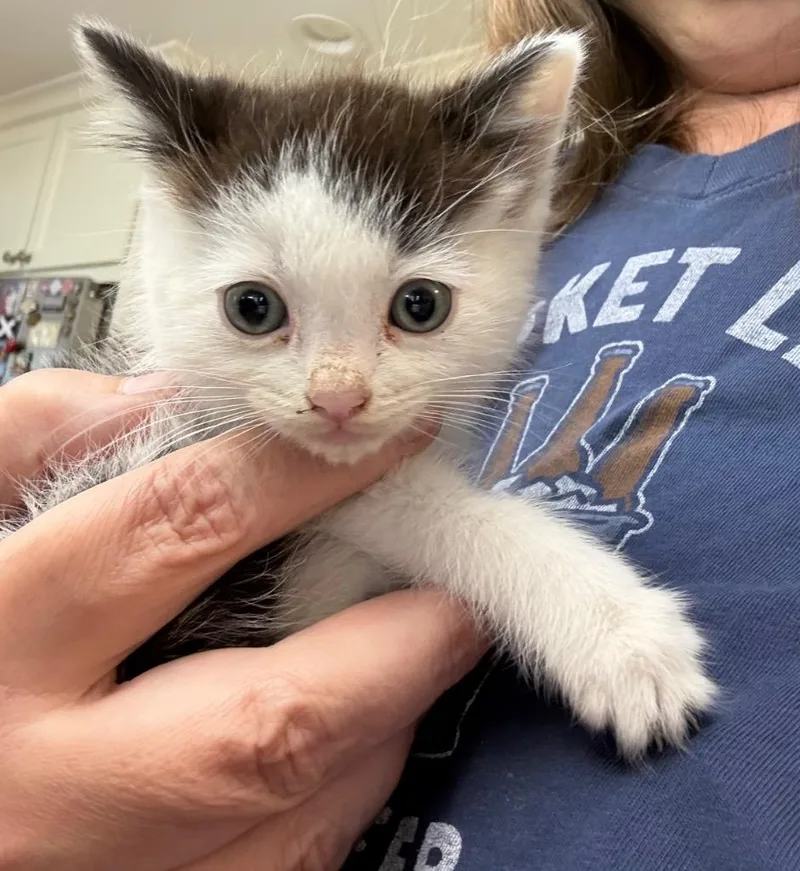 A baby small-sized male Domestic Short Hair cat named Eeny for adoption in Brainardsville, NY