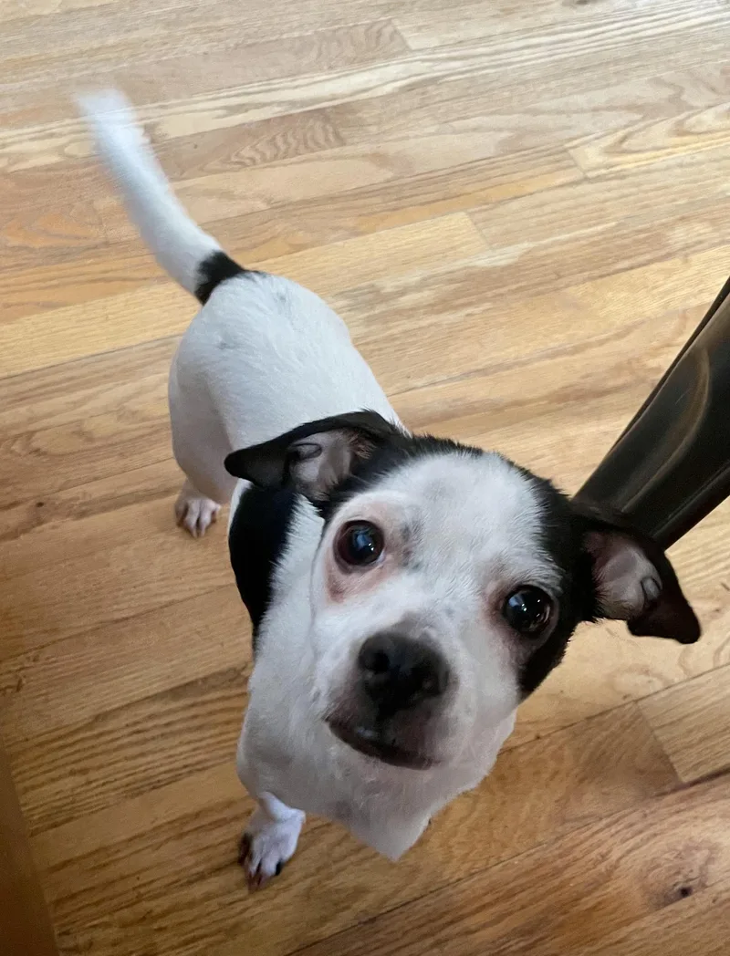 An adult small-sized female Black Chihuahua dog named Rosie for adoption in MORAVIAN FALLS, NC