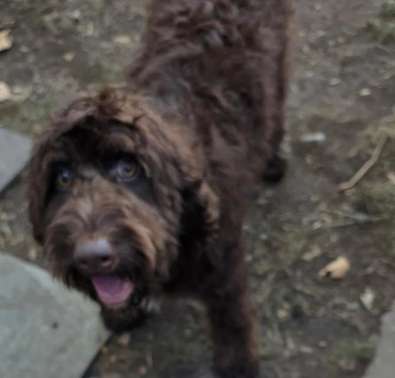 A young medium-sized male Golden Retriever dog named Koda for adoption in Tenafly, NJ