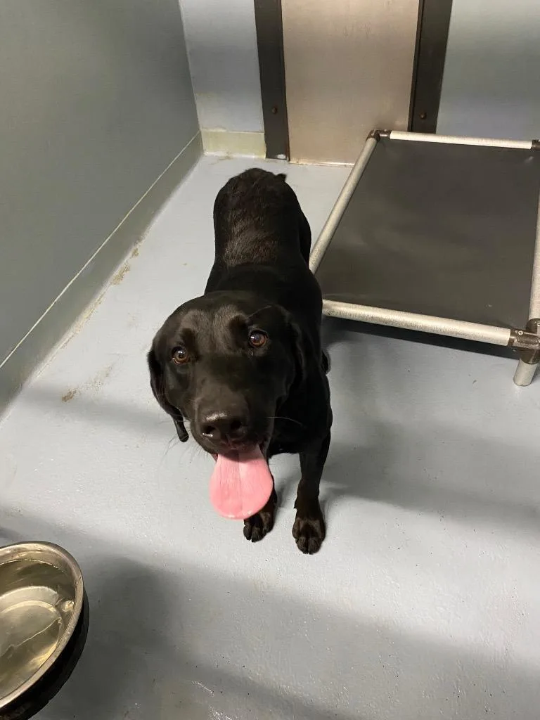 A young large-sized male Black Labrador Retriever dog named Mr. Worcestershire Sauce for adoption in Cartersville , GA