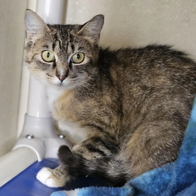 A young medium-sized female Brown / Chocolate Domestic Short Hair cat named Elsa for adoption in Lakewood, CO
