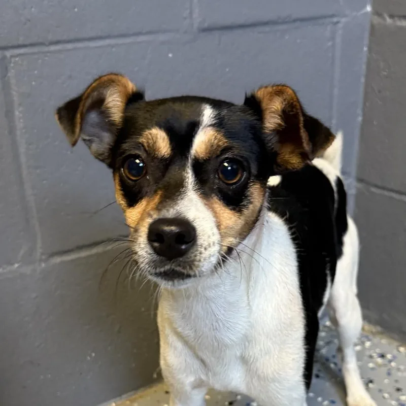 An adult small-sized female White / Cream Chihuahua dog named Grace for adoption in Tuscaloosa, AL