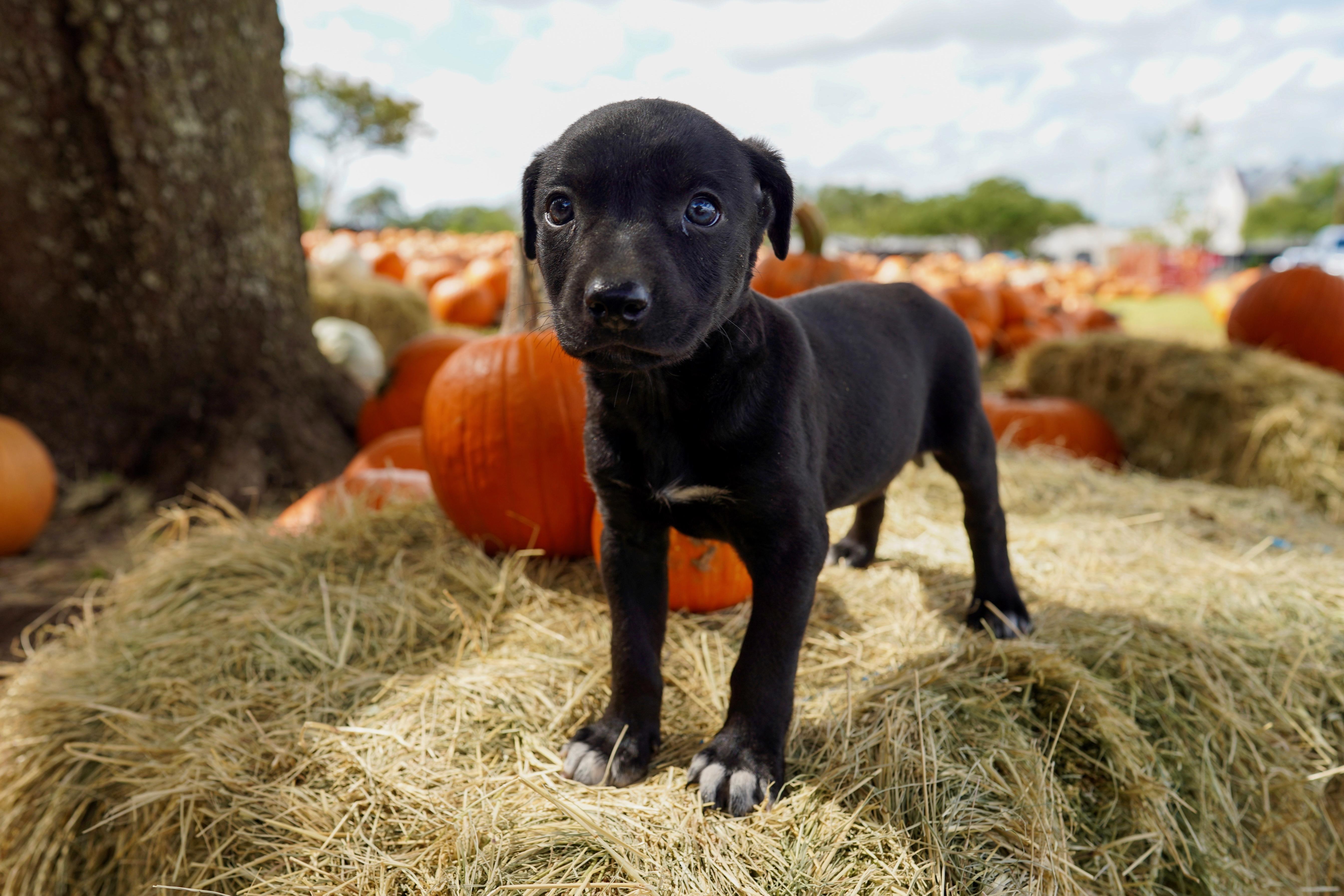 A young medium-sized female Black Labrador Retriever dog named Carinet for adoption in San Antonio, TX