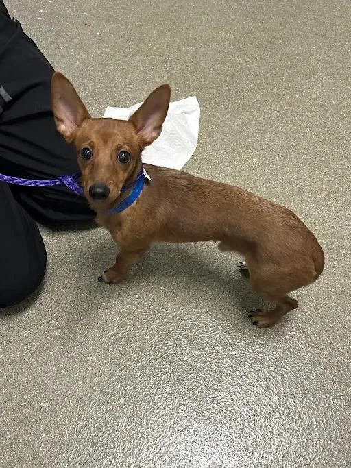 A young small-sized male Chihuahua dog named Brownie for adoption in Las Vegas, NV