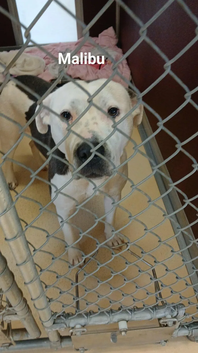 A young medium-sized female Pit Bull Terrier dog named Malibu for adoption in Tappahannock, VA
