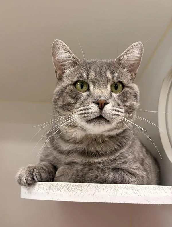 An adult large-sized male Domestic Short Hair cat named Bruce for adoption in Columbus, OH
