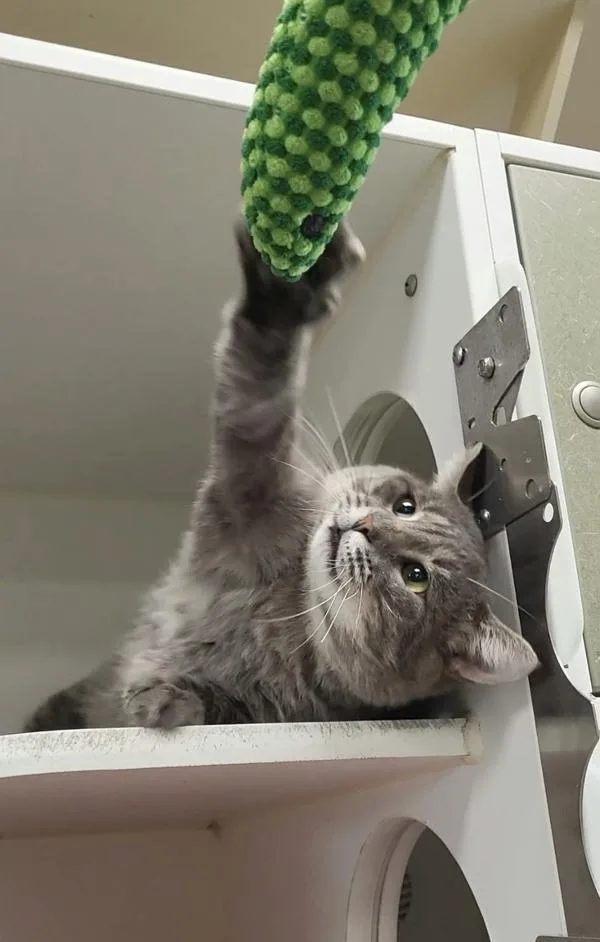 Bruce thumbnail 4