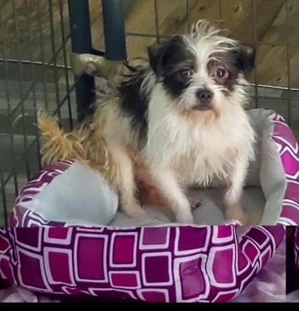 A baby small-sized male Black Terrier dog named Moochie for adoption in Fernandina Beach, FL