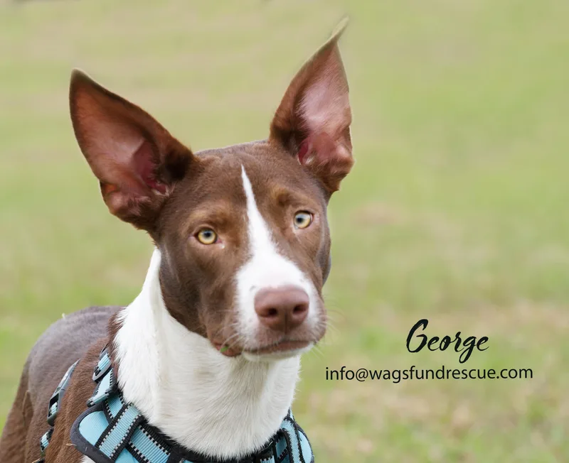 A young medium-sized male Bicolor Cattle Dog named George for adoption in Houston, TX