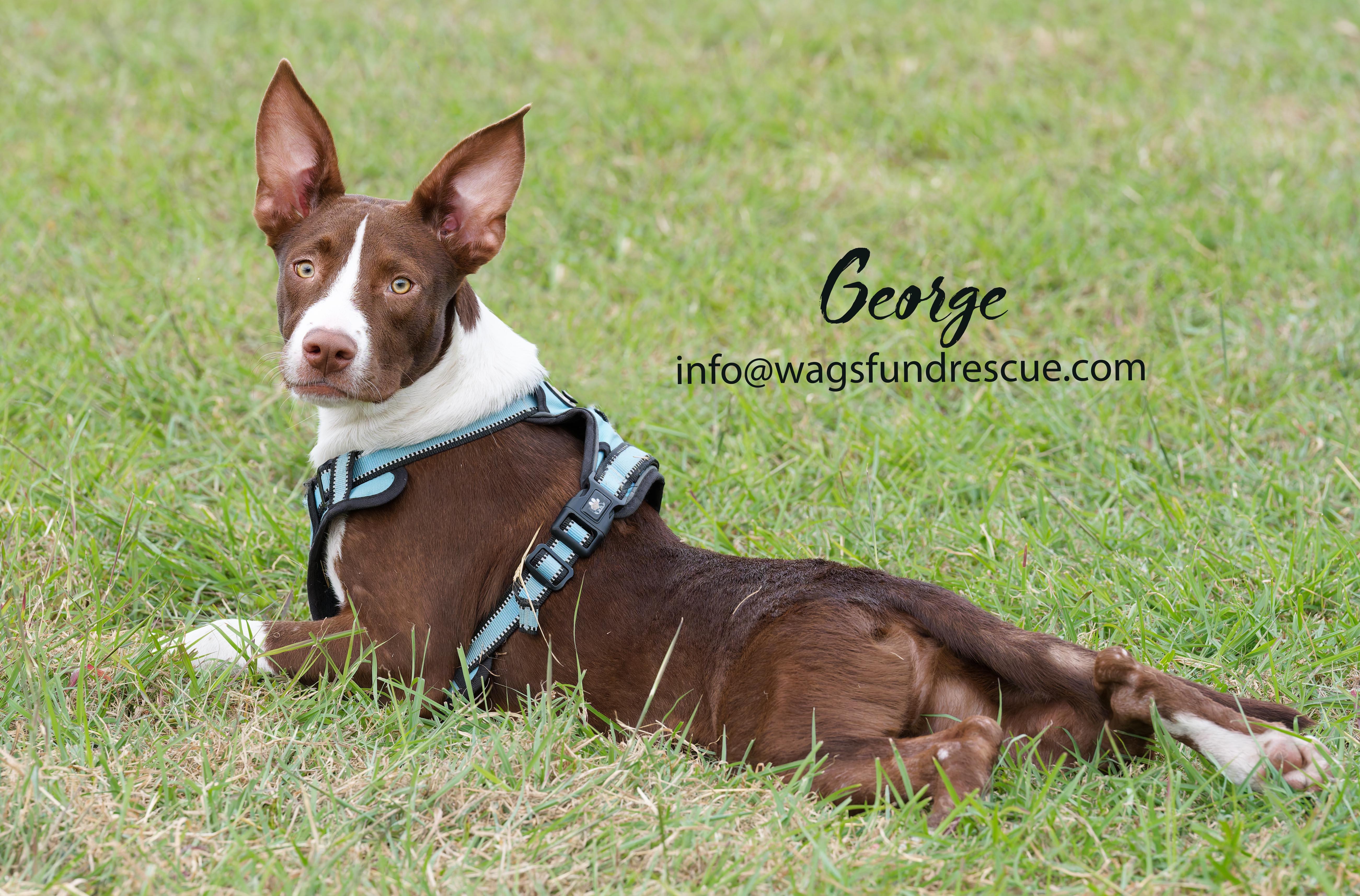 George thumbnail 4