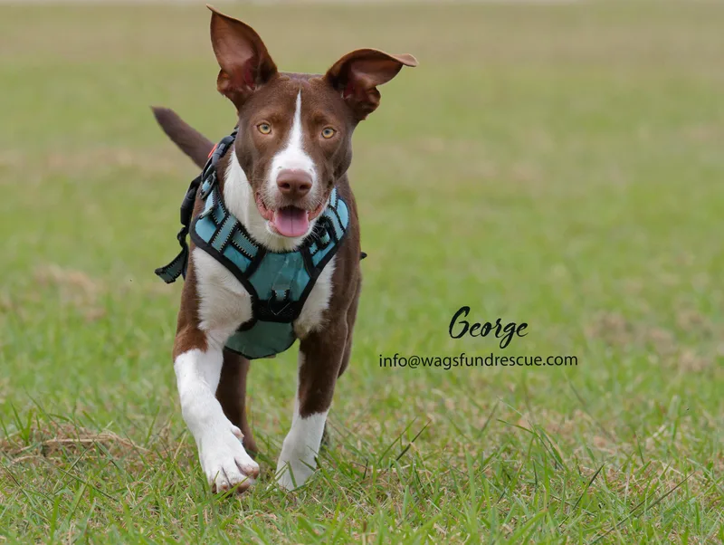 George thumbnail 5