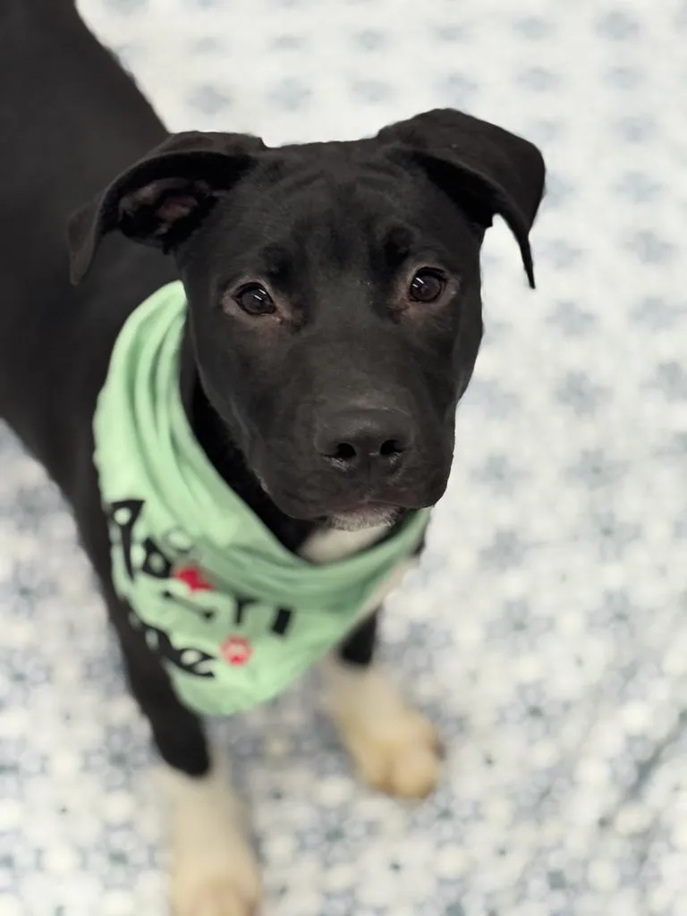 A baby medium-sized male Mixed Breed dog named Tydie for adoption in Detroit, MI