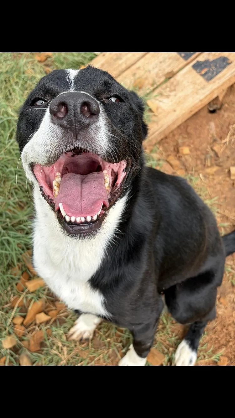 An adult medium-sized female Border Collie dog named Izzy for adoption in Paradise, TX