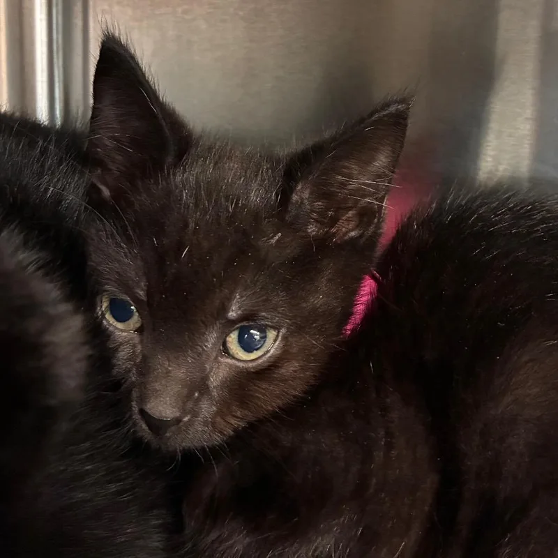 A baby small-sized female Black Domestic Short Hair cat named Sardines for adoption in Manhattan, KS