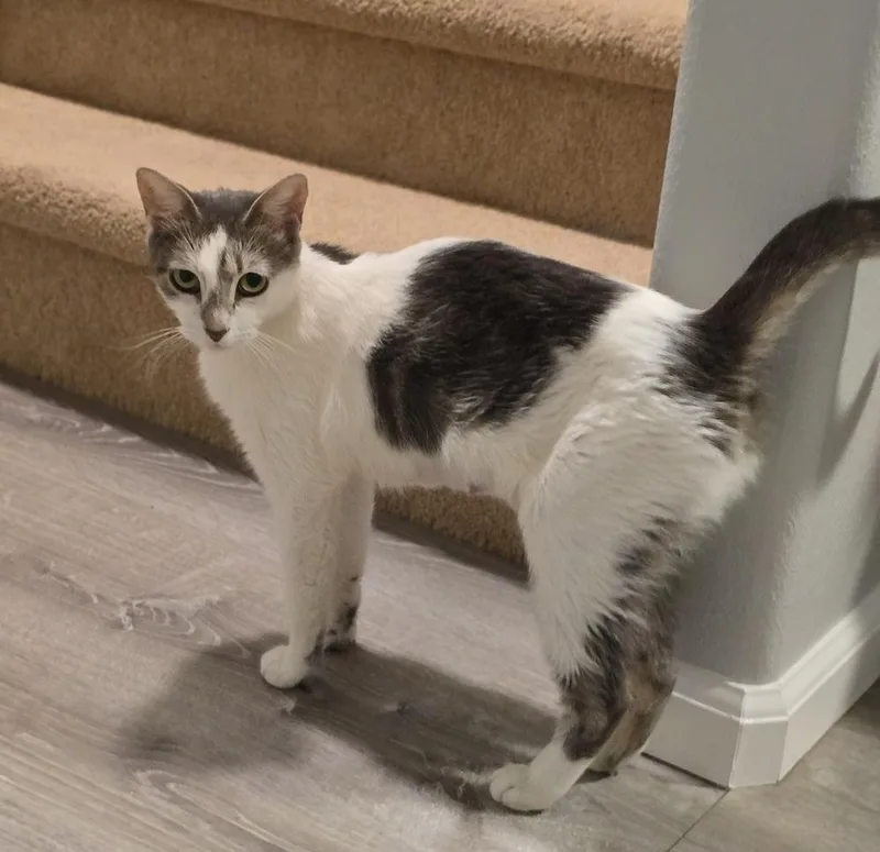 An adult medium-sized female Domestic Short Hair cat named Lizzy for adoption in Sedalia, CO
