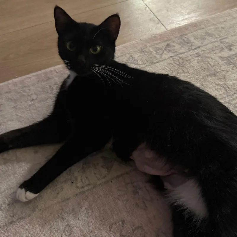 A young small-sized female Black Domestic Short Hair cat named Midnight for adoption in Falls Church, VA