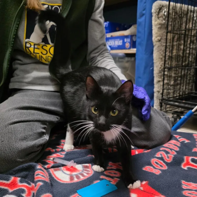 Midnight thumbnail 2